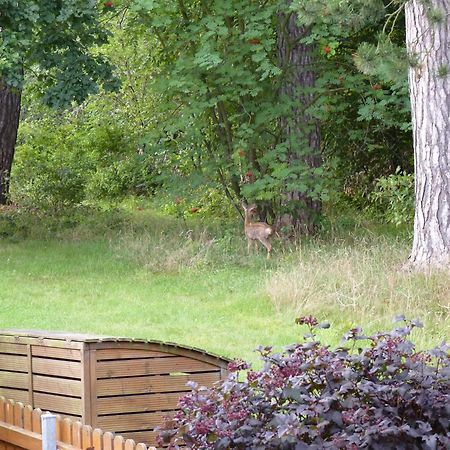 Ferienwohnung Im Wald Mit Kamin Bad Harzburg Ngoại thất bức ảnh