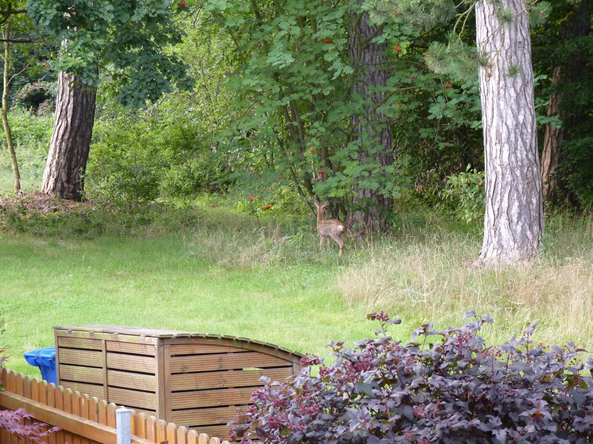 Ferienwohnung Im Wald Mit Kamin Bad Harzburg Ngoại thất bức ảnh