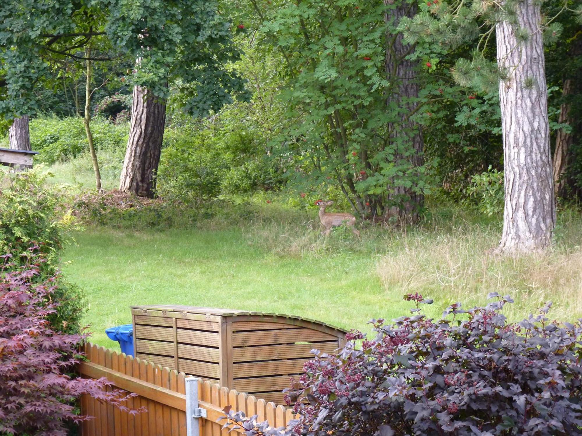 Ferienwohnung Im Wald Mit Kamin Bad Harzburg Ngoại thất bức ảnh